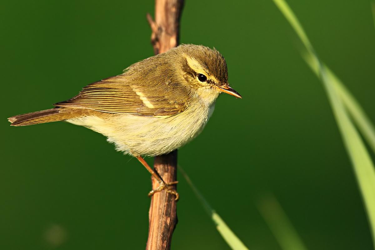 phylloscopus trochiloides plumbeitarsus