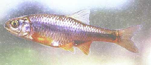  p data-id="gn8ckx4hvk"> a target="_blank" href="/item/褶胸鱼科