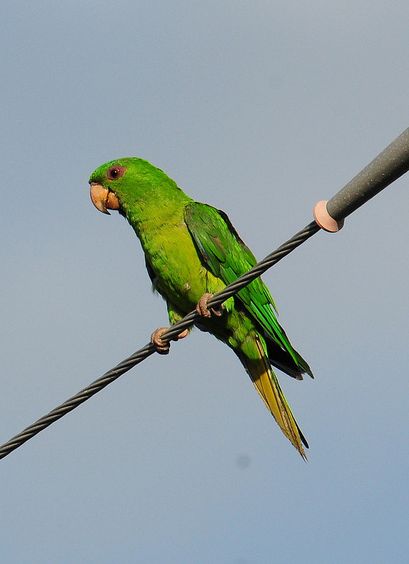  p>青绿锥尾鹦鹉(学名:aratinga holochlora)是典型的 a href="#"