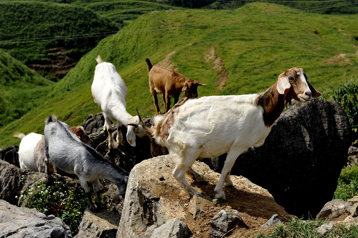  p data-id="gnwfhr7f7f">领头羊,是羊群自己优胜劣汰自我竞争脱颖而