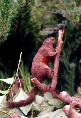  p>赤腹松鼠(学名: i>callosciurus erythraeus  /i>)又称红腹松鼠,为