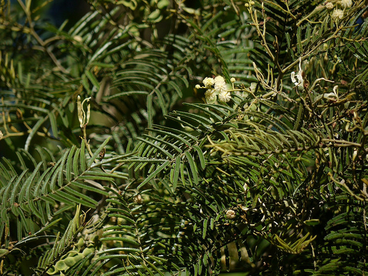  p>黑荆(学名: i>acacia mearnsii /i>  de wilde):豆科乔木,高9-15米