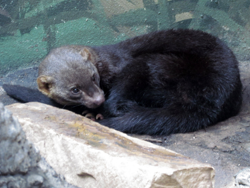  p>狐鼬是一种产于 a href="#" data-lemmaid="2219981">中美洲 /a>的