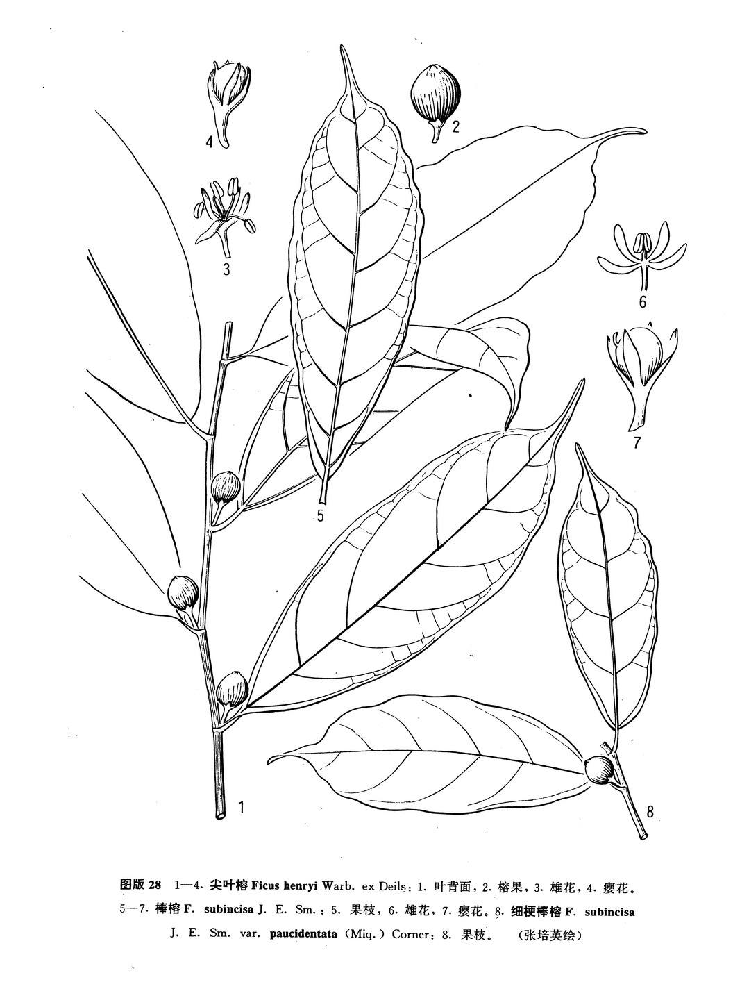 ficus henryi warb. ex diels