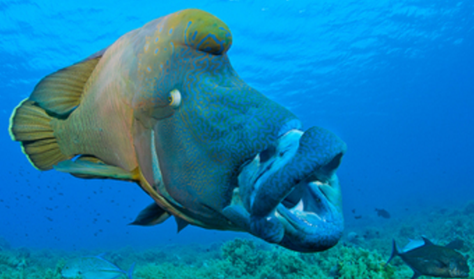  p>隆头鱼亚目( a href="#" data-lemmaid="8074290">学名 /a>:labroi