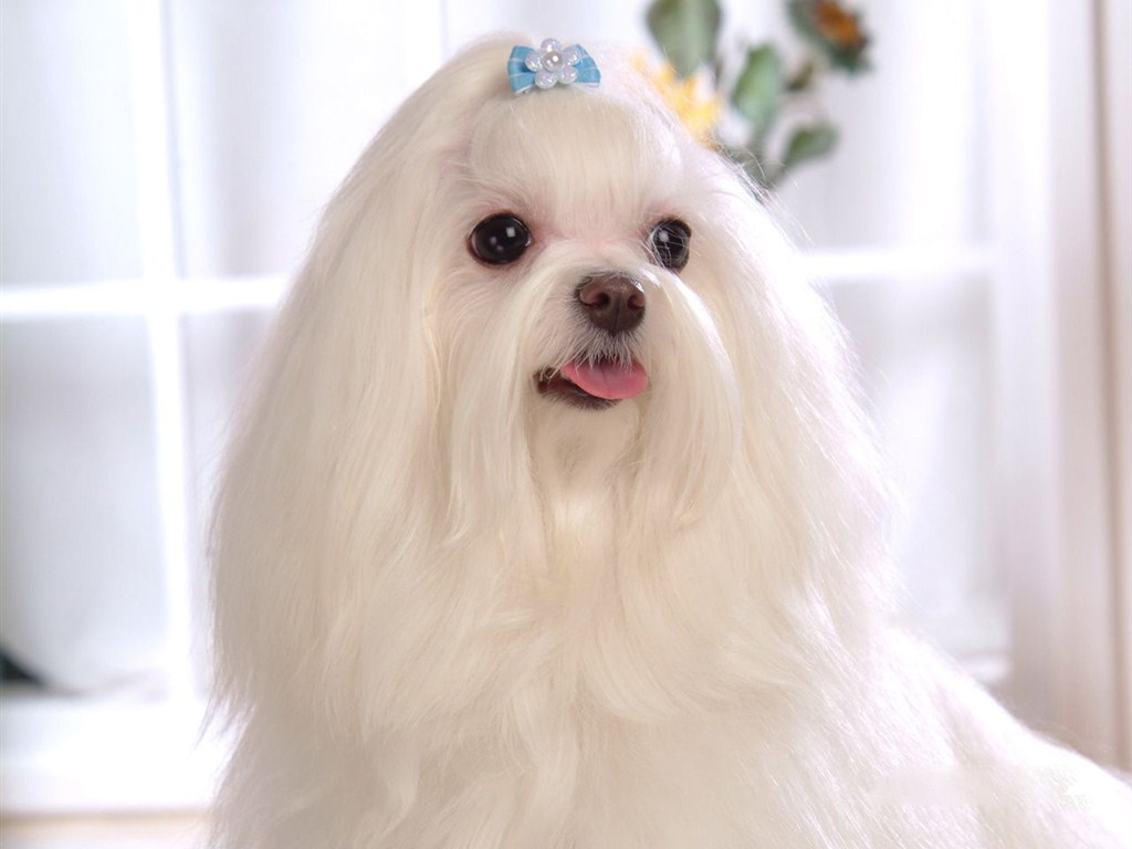  p>马尔济斯犬,英文名maltese,又称马尔他犬,或译成"摩天使".