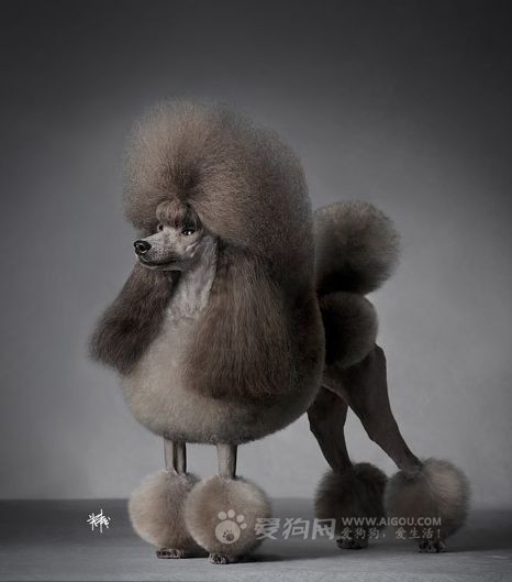  p>贵宾犬(poodle),也称"贵妇犬",又称"卷毛狗",在德语中,pudel是"