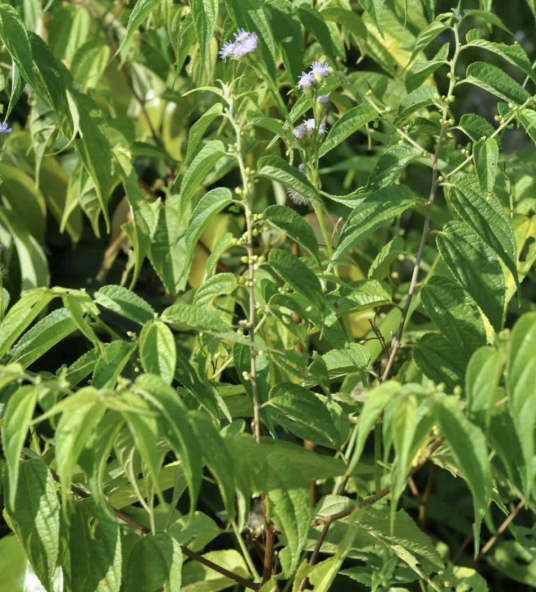 山黄麻属_百度百科