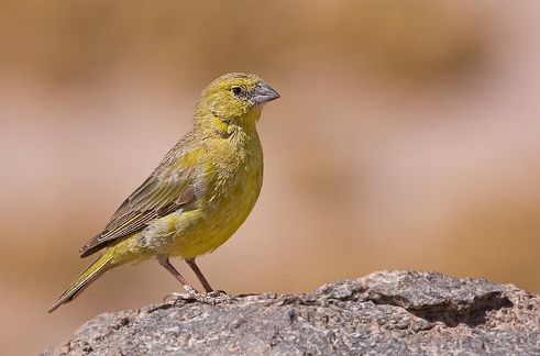 greenish yellow-finch