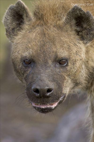  p>斑鬣狗(学名: i>crocuta crocuta /i>):又名斑点鬣狗,体长约95-160