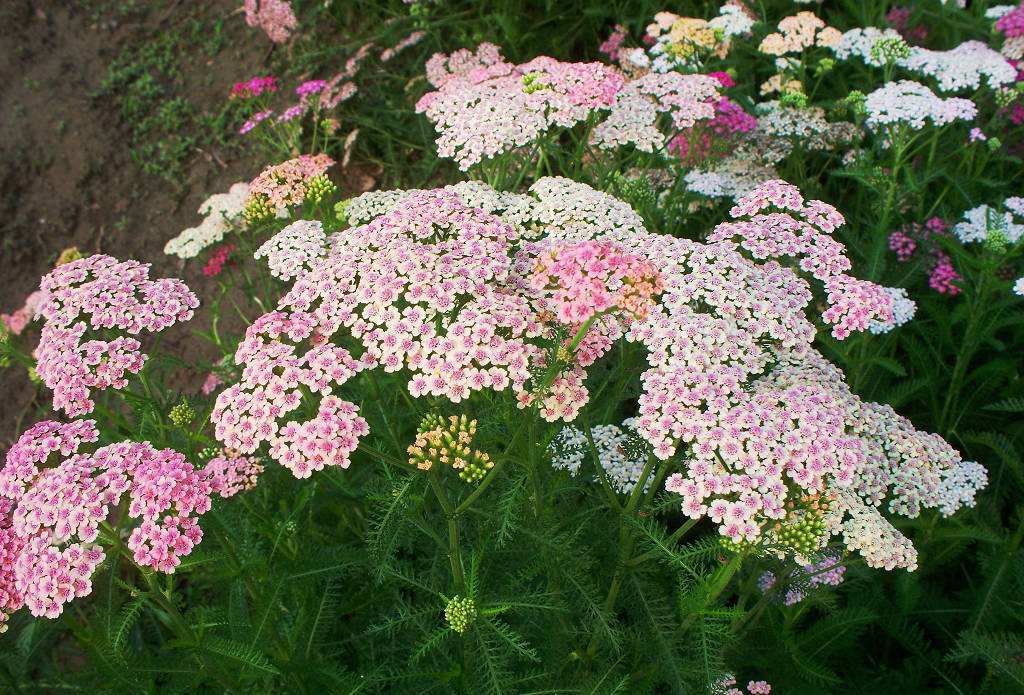  p>兔儿伞属常被归并于cacalia属内,但子叶仅1个,纵卷而不同,叶掌状