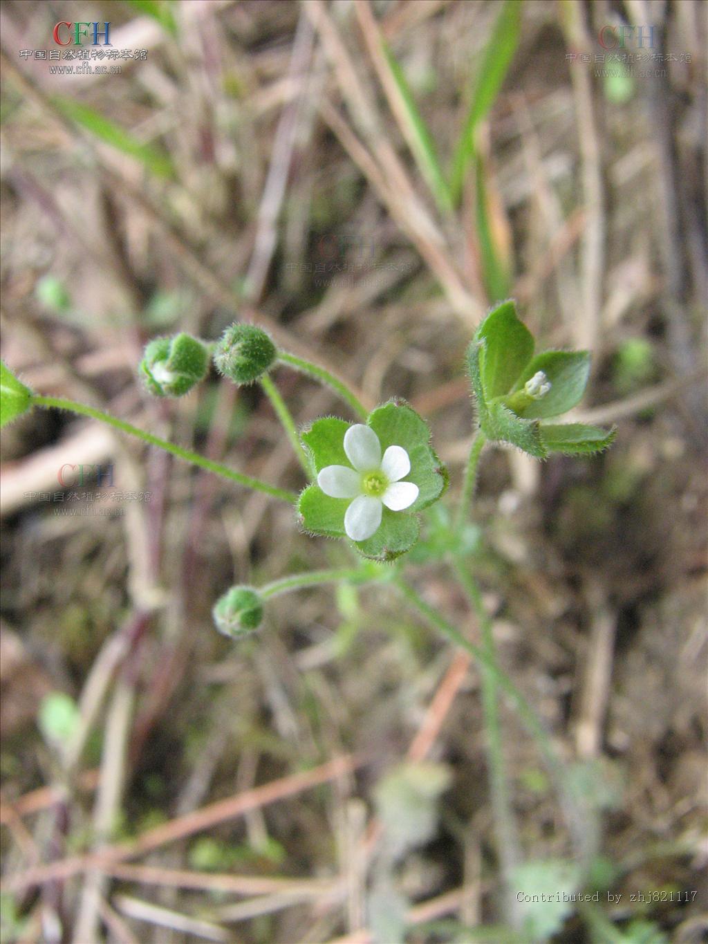 点地梅属,为 a target="_blank" href="/item/双子叶植物纲/229183"