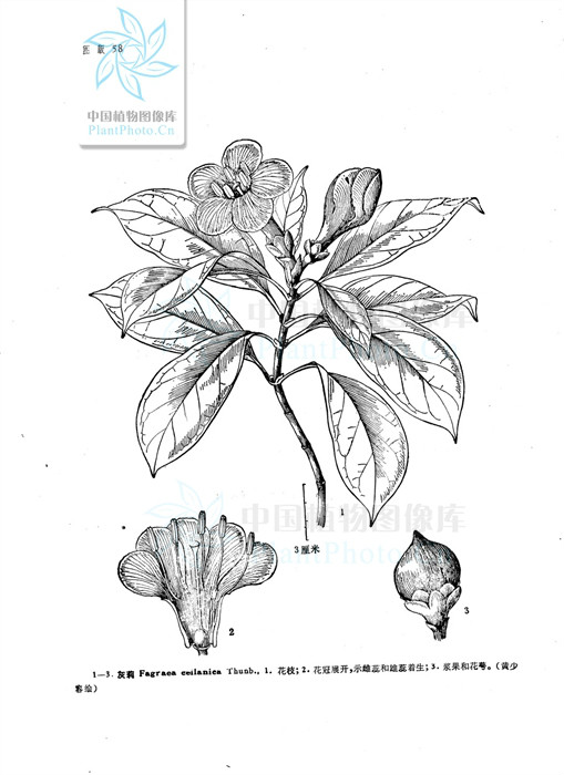  p>灰莉(学名: i>fagraea ceilanica /i> thunb.