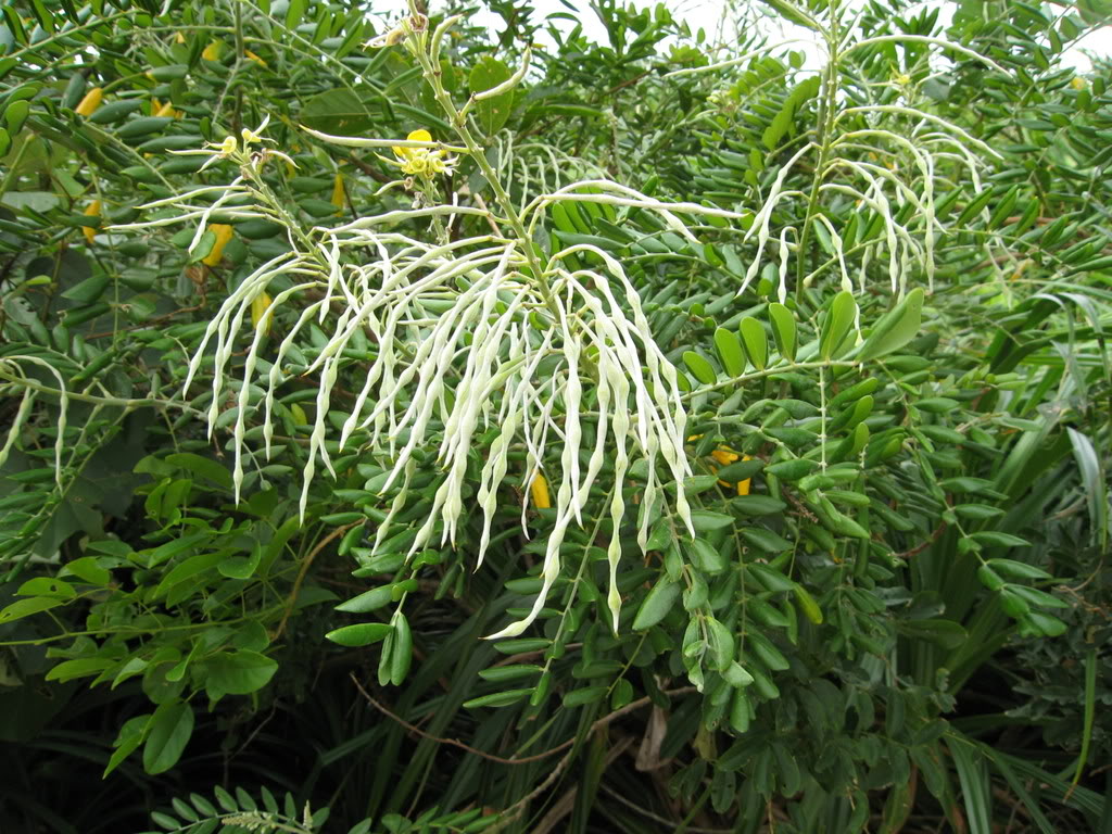  p>绒毛崖豆属于 a target="_blank" href="/item/豆科/3672199" data