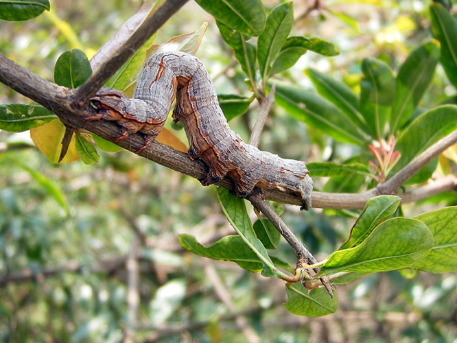 data-lemmaid="1534992">鳞翅目 /a>尺蠖蛾科的一种昆虫