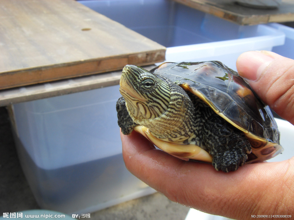  p>水龟属(clemmys),水龟科(emydidae)一属.