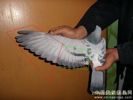 初级飞羽_百度百科