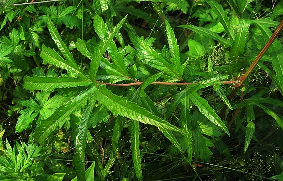  p>白蚊子草(学名: i>filipendula intermedia /i>)是蔷薇科蚊子草属