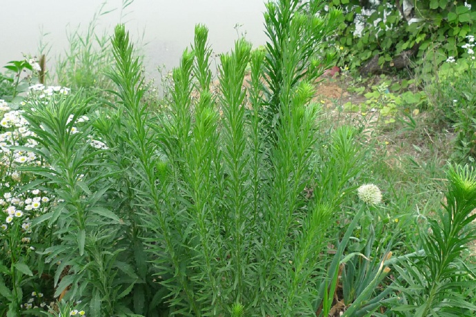  p>小蓬草(学名: i>conyza canadensis /i> (l.) cronq.