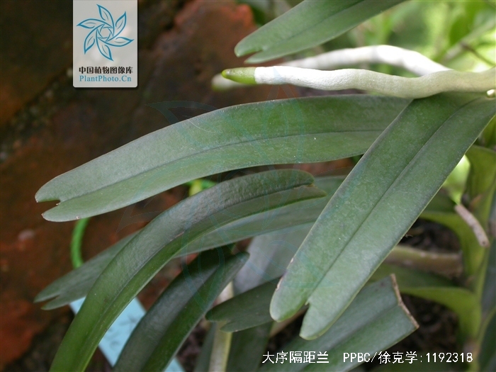  p>大序隔距兰(学名: i>cleisostoma paniculatum /i>  (ker-gawl.