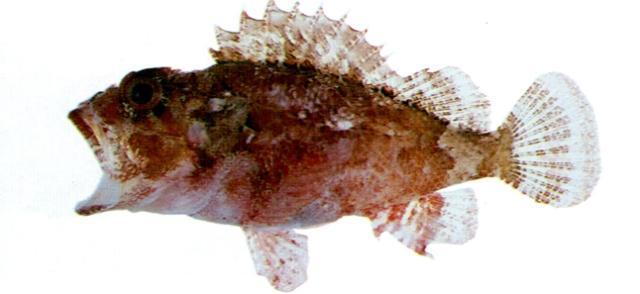  p>圆鳞鲉( i>parascorpaena picta /i>&nbsp;(cuvier et