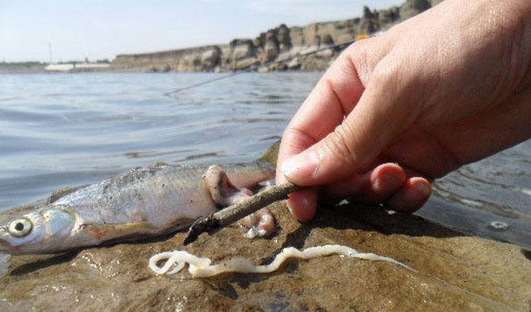 舌状绦虫的<a href="#" data