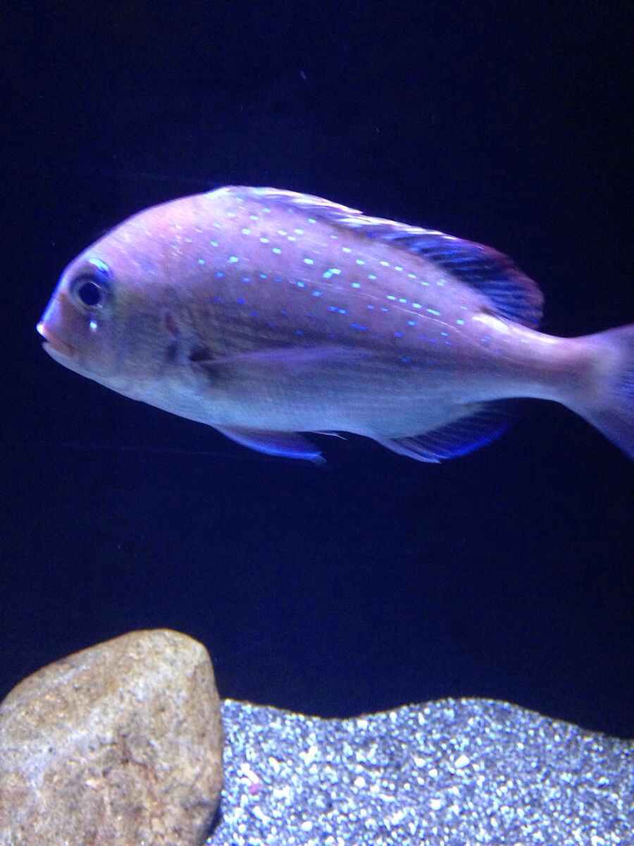 正是它们给没有阳光的深海和黑夜笼