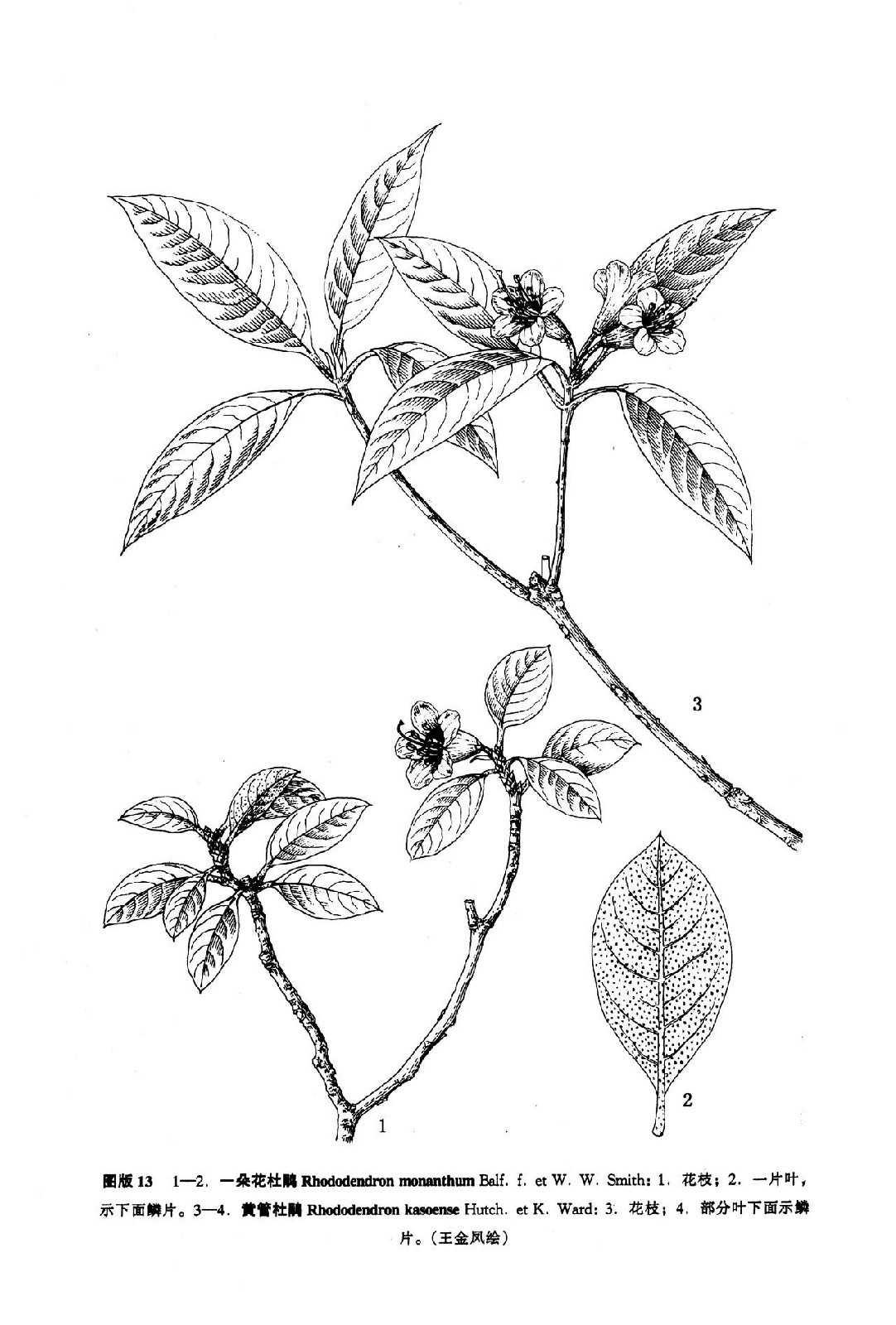 rhododendronmonanthum
