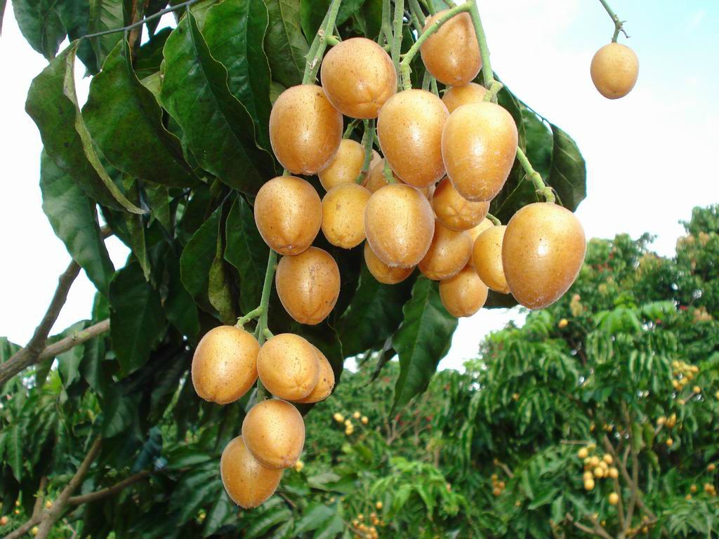  p>山黄皮属( a href="#" data-lemmaid="8074290">学名 /a>:randia l