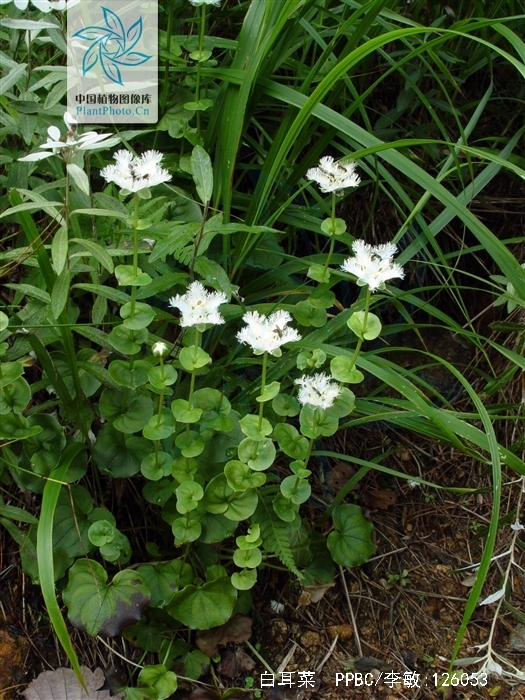 sa /b> /i>)为 a href="#" data-lemmaid="2546629">虎耳草科 /a> a