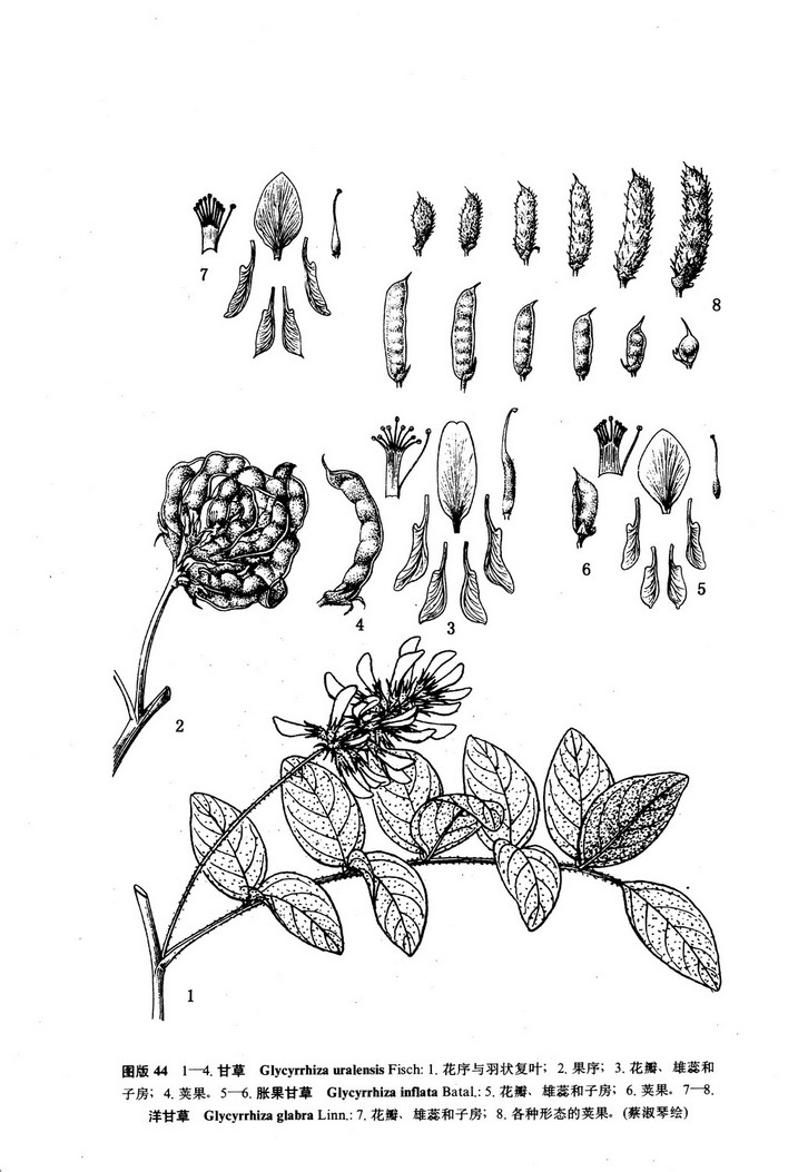  p>甘草(学名: i>glycyrrhiza uralensis  /i>fisch.