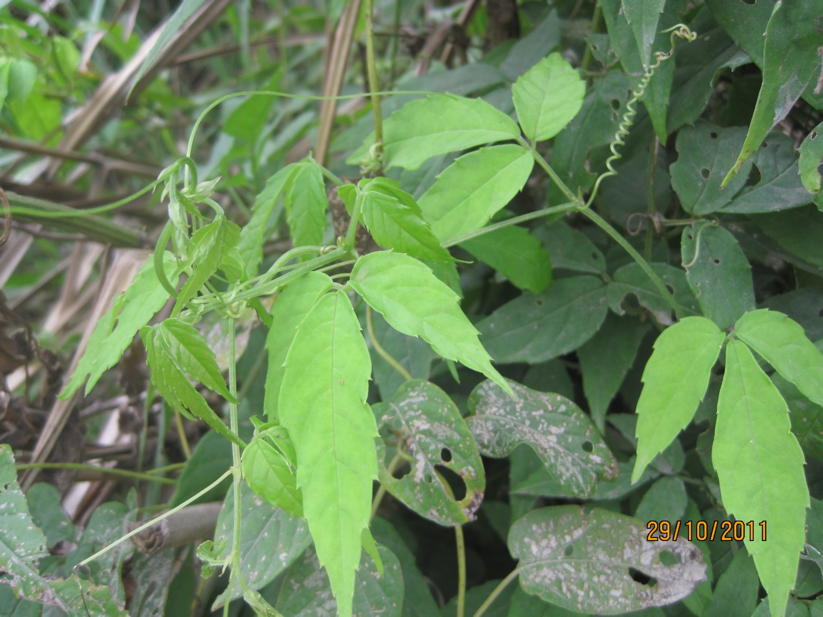  p>三叶藤橘属,luvunga (roxb.) buch. -ham. ex wight et arn.