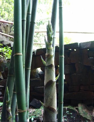  p>料慈竹(学名: i>bambusa distegia /i> (keng et keng f.