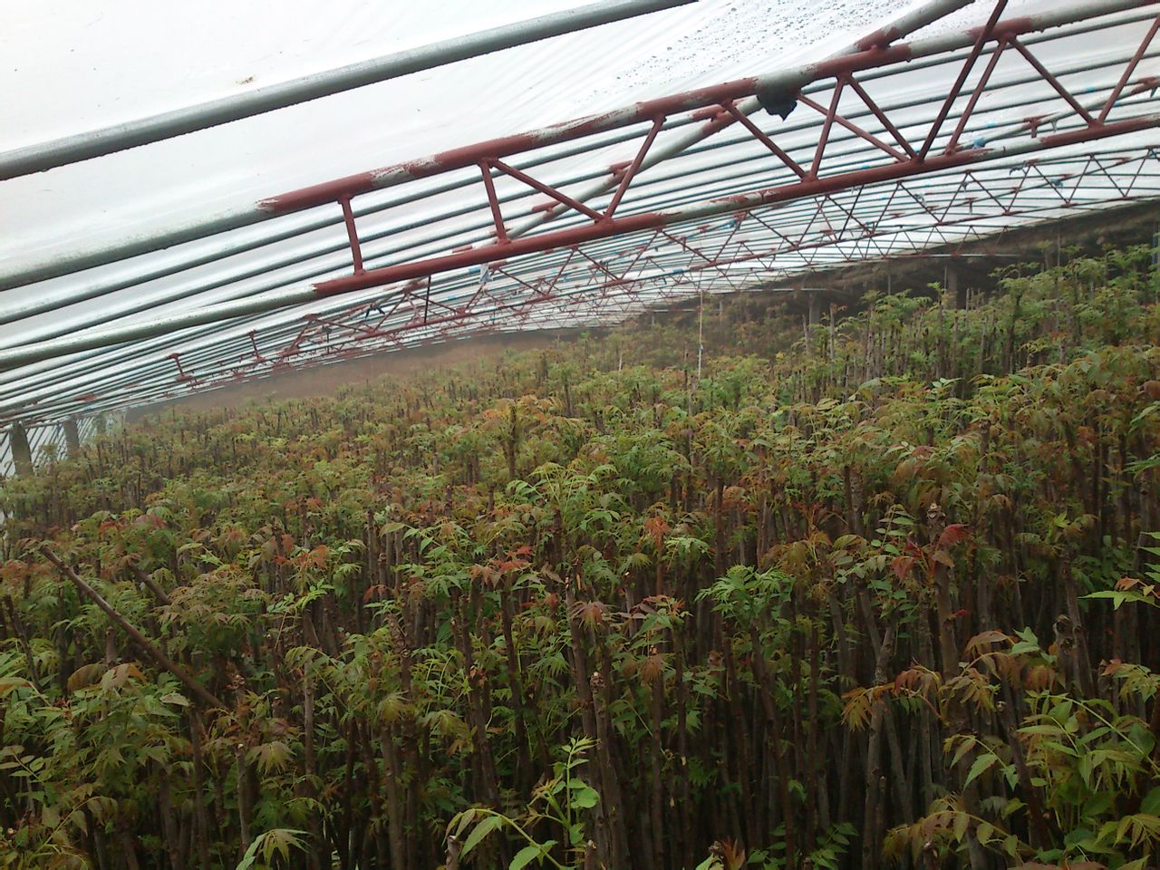  p>香椿(学名: i>toona sinensis /i>)又名香椿芽,香桩头,大红椿树,椿