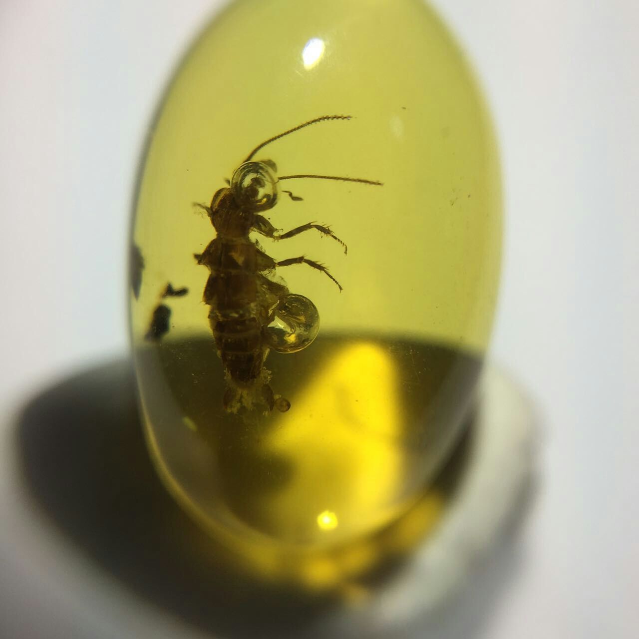 虫珀