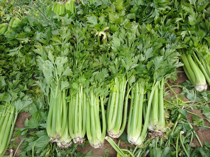 href="/item/芹菜/75688" data-lemmaid="75688">芹菜 /a>品种,审定