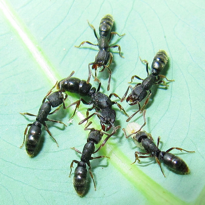 本种与 a target="_blank" href="/item/敏捷扁头猛蚁/2500791" data