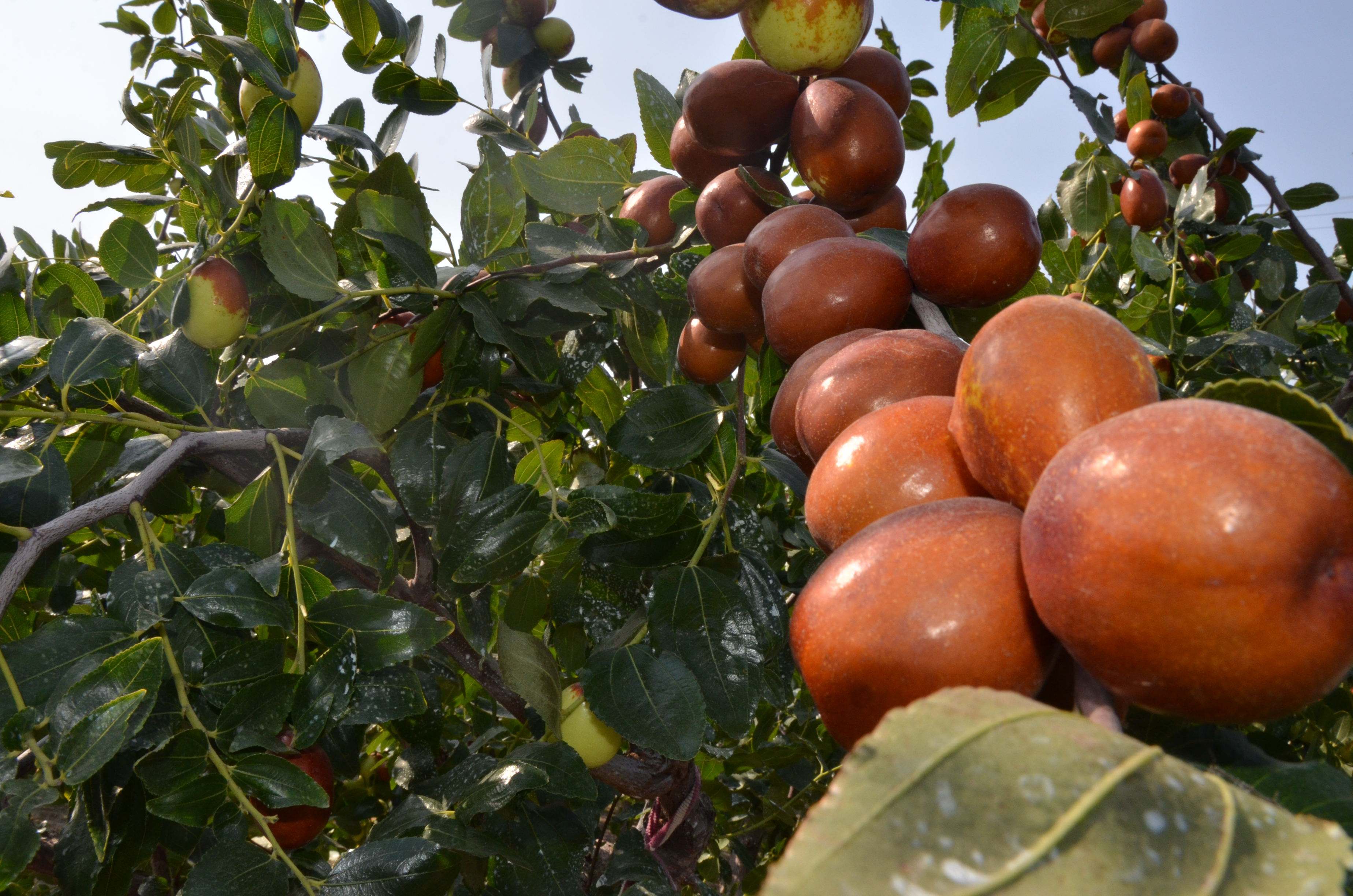 data-lemmaid="7261288">朝阳县 /a>特产,中国国家地理标志产品