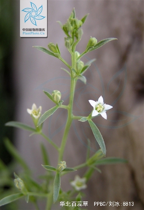  p>华北百蕊草(学名: i>thesium cathaicum /i> hendry.
