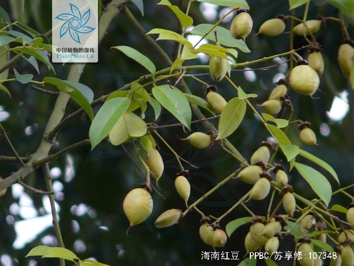  p>海南红豆(学名: i>ormosia pinnata  /i>(lour.) merr.