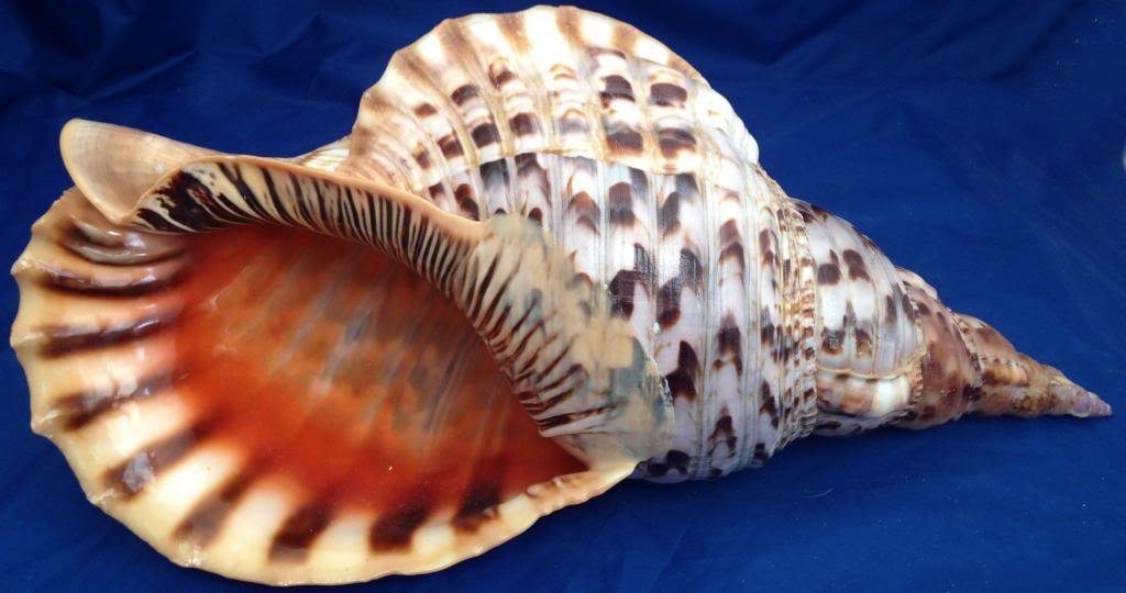  p> a target="_blank" href="/item/万宝螺/4857348" data-lemmaid="