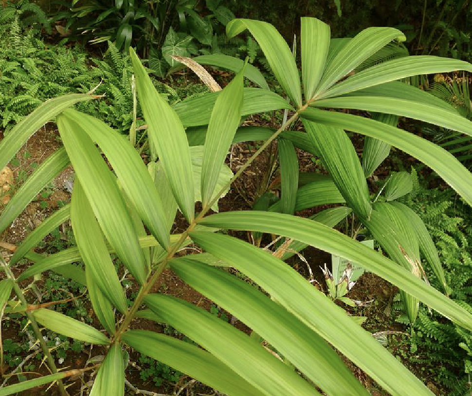 是曲棕榈科省藤属植物.