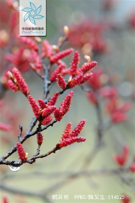  p>鹅耳枥(学名: i>carpinus turczaninowii /i> hance)是桦木科,鹅耳