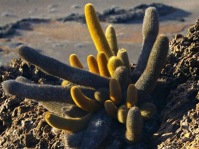 科隆群岛仙人掌