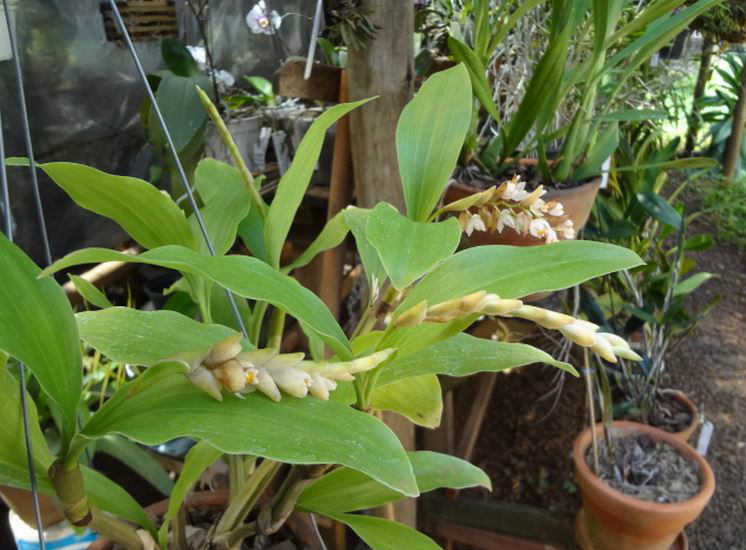  p>节茎石仙桃(学名: i>pholidota articulata  /i> lindl.