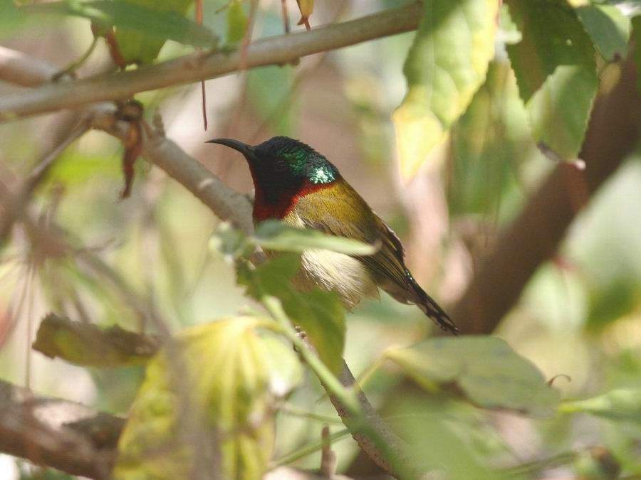  p>叉尾太阳鸟(学名: i>aethopyga latouchii /i>),别称燕尾太阳鸟,是