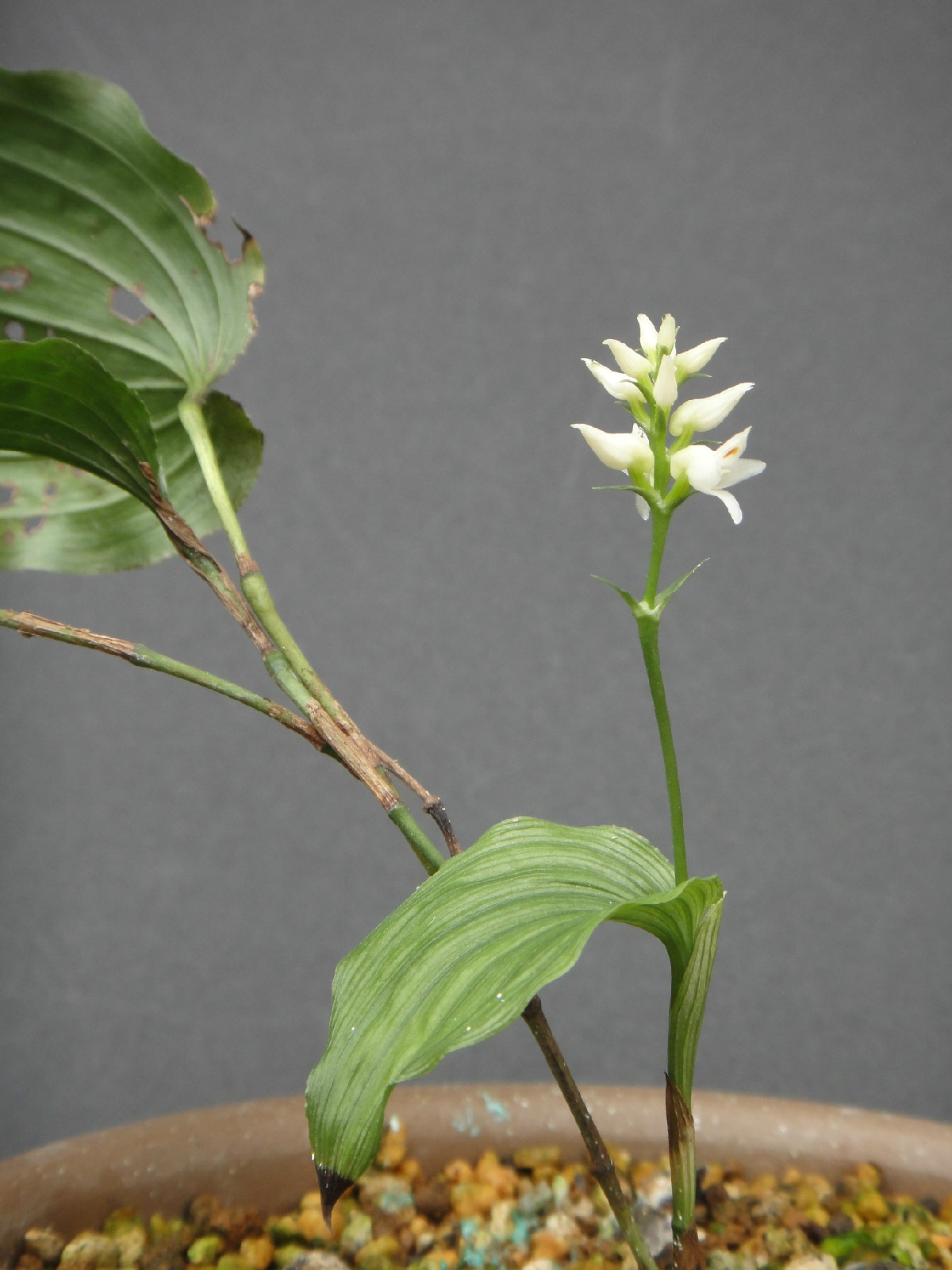  p>阔叶竹茎兰(学名: i>tropidia angulosa /i>   (lindl. ) bl.