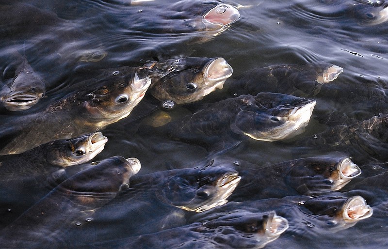 轻微的浮头可影响鱼类生长速度,严重