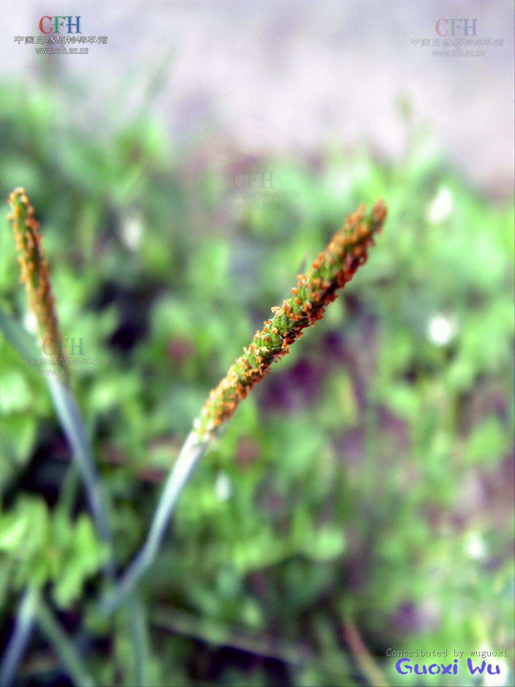  p>看麦娘属学名为 alopecurus,根据植物学大辞典的解释,希腊字