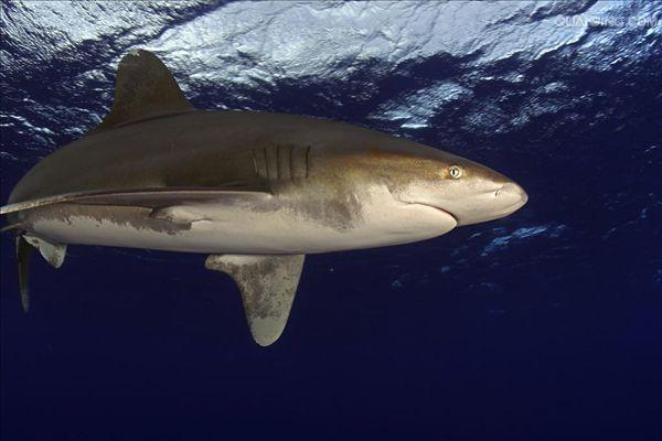 远洋白鳍鲨